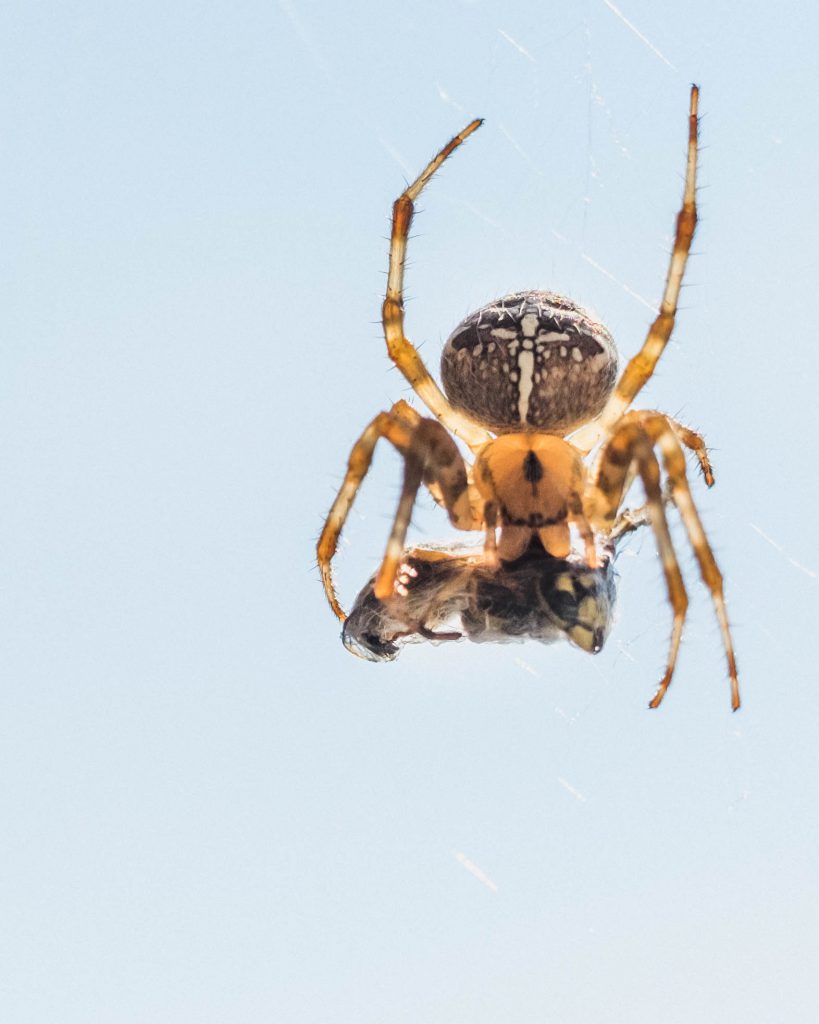 kreuzspinne wespe gefangen