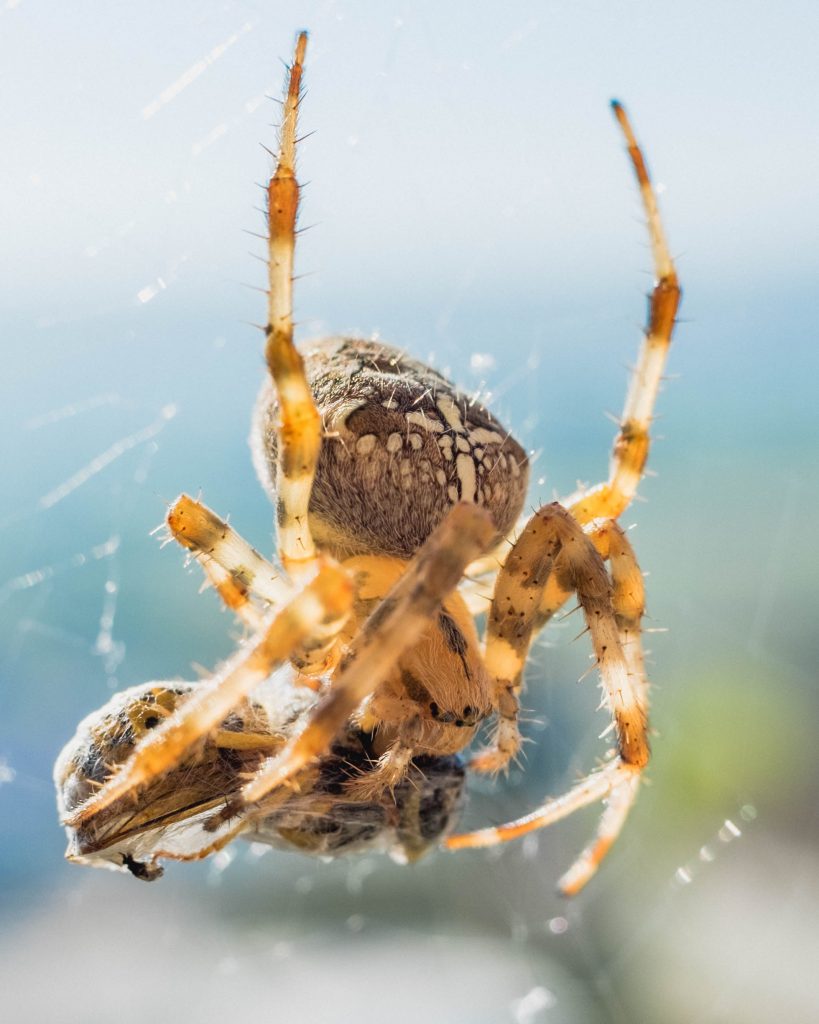 kreuzspinne makro fotografie