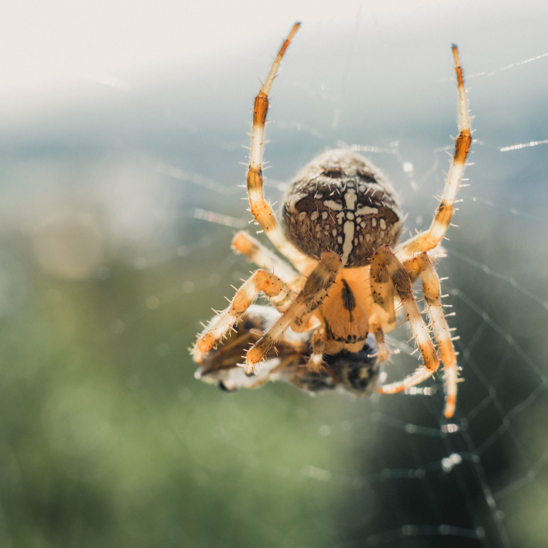 spider cross spider macro