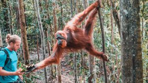 orang utans sumatra